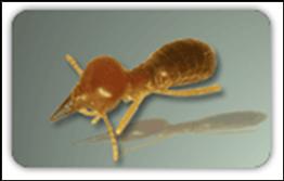 Pest - Luzon Point Headed termite