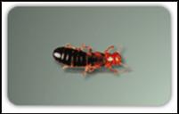 Pest - King termite