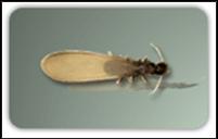 Pest - Akate termite