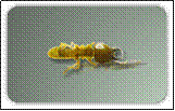 Pest - Soldier termite