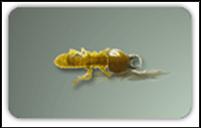 Pest - Soldier termite